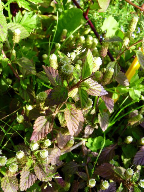 Lippia dulcis fleur